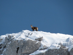 Rupicapra pyrenaica parva