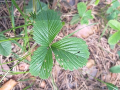 Fragaria viridis