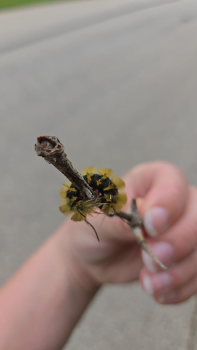 Banded Tussock Moth