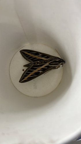 White-lined Sphinx