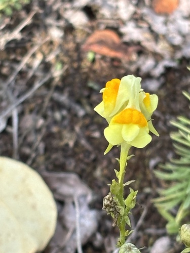 common toadflax