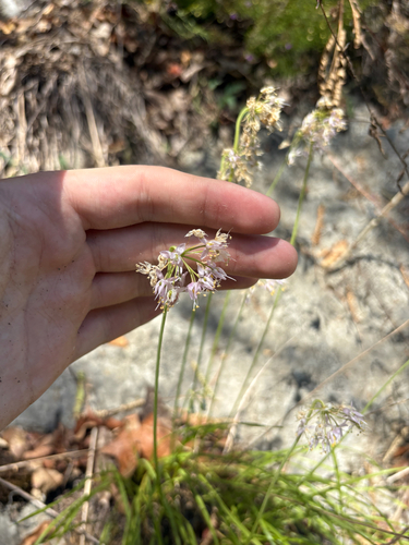 Allium cernuum