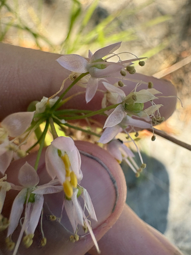Allium cernuum