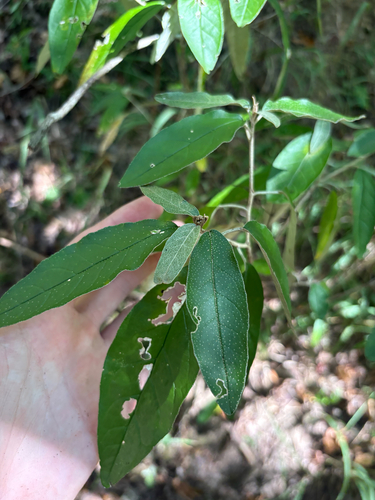 Croton alabamensis, photograph 5
