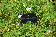 Iberis semperflorens