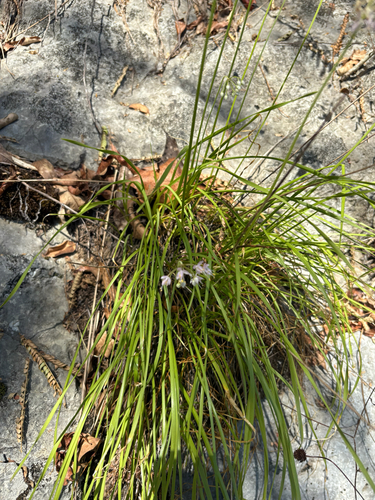 Allium cernuum