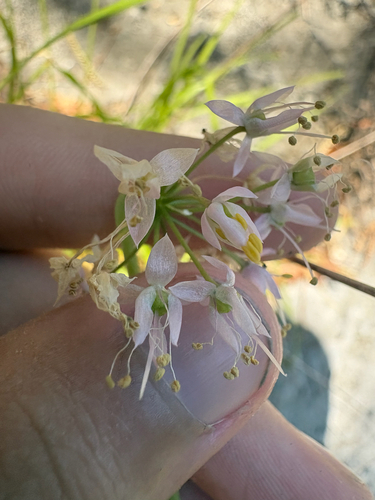 Allium cernuum