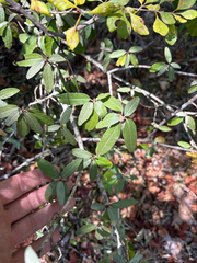 author not stated, no rights reserved Croton alabamensis, photograph author not stated, no rights reserved