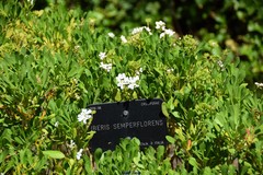 Iberis semperflorens