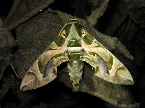 Oleander Hawkmoth