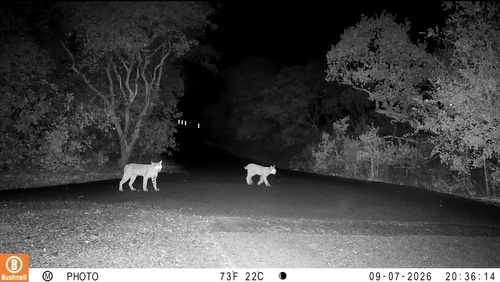 Bobcat