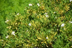 Iberis semperflorens