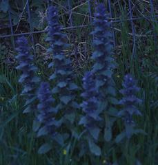 Ajuga orientalis