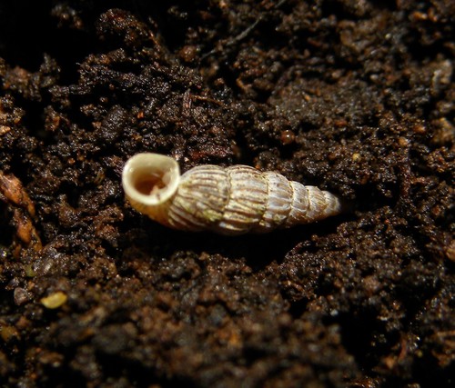 Boettgeria lowei