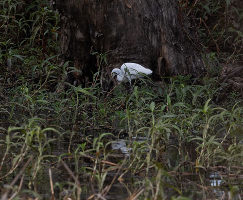 iNaturalist image