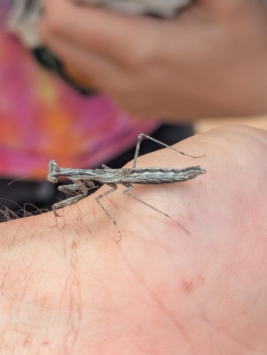 Skinner's Ground Mantis