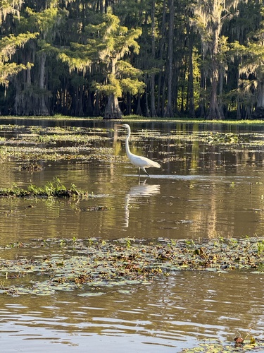 iNaturalist image