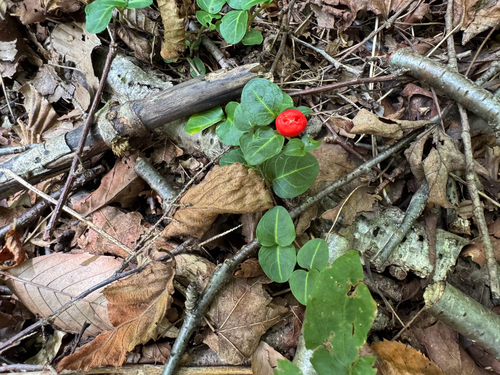 partridgeberry