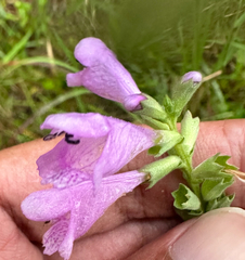 Physostegia purpurea