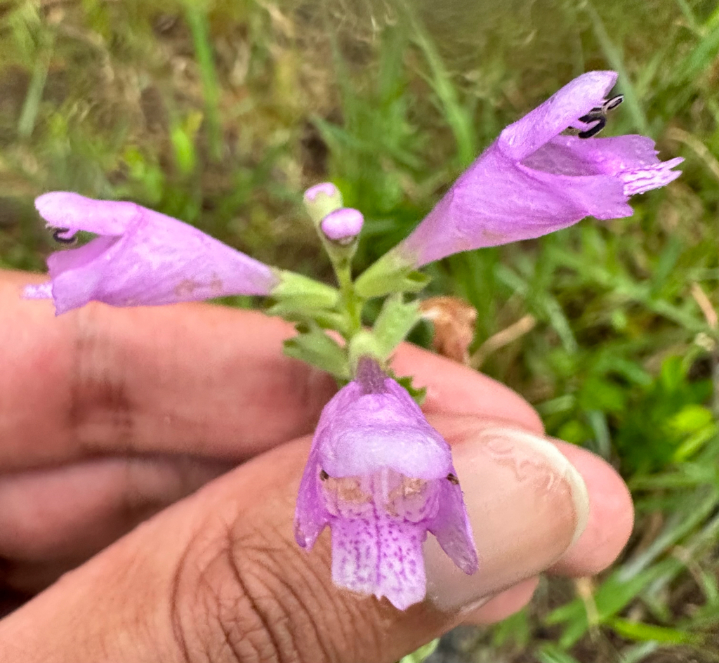 Physostegia purpurea; photograph (c) Ashwin Srinivasan, some rights reserved (CC BY)