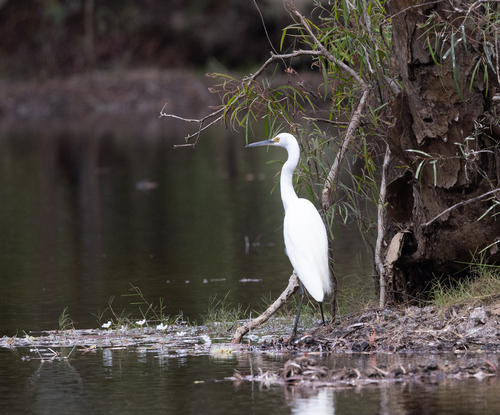iNaturalist image