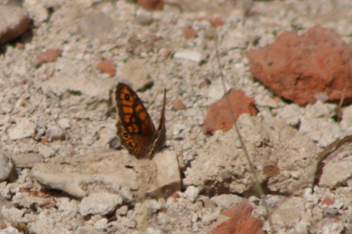 Wall Brown