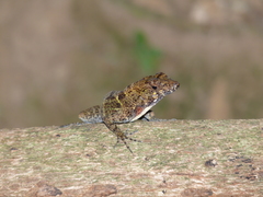 Anolis ahli