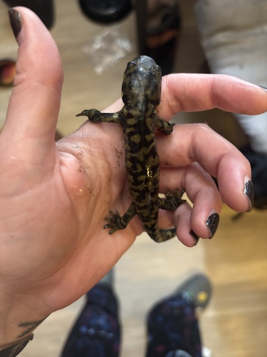 Western Tiger Salamander