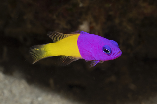 Pictichromis paccagnellae observed 2026-08-29