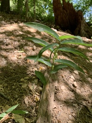 Polygonatum biflorum biflorum