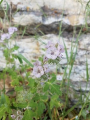 Phacelia cicutaria hispida