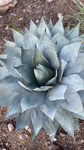 Parry's agave