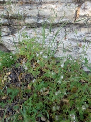 Phacelia cicutaria hispida