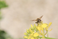 Eristalis tenax