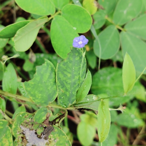 tropical speedwell