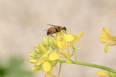 Eristalis tenax