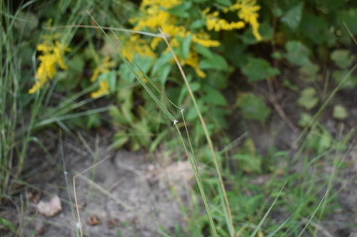 Sand Dropseed