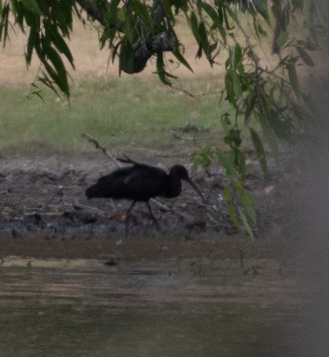 iNaturalist image