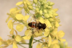 Eristalis tenax