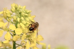 Eristalis tenax