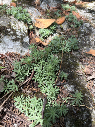 Sedum nevii, photograph 6