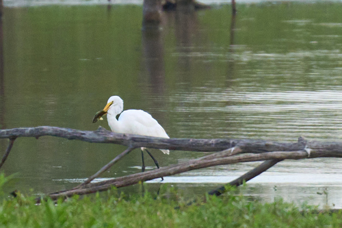 iNaturalist image