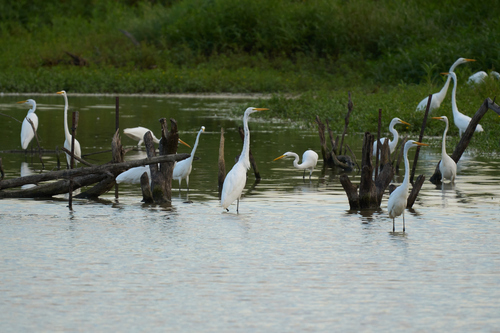 iNaturalist image