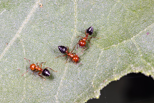 Shiny Acrobat Ant