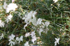 Dianthus pyrenaicus