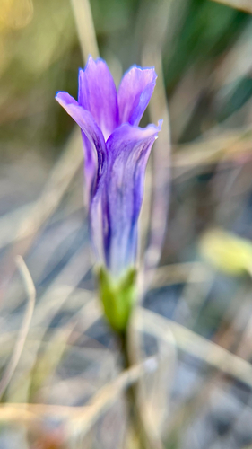 iNaturalist observation photo of Sierra Fringed Gentian