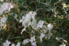 Dianthus pyrenaicus
