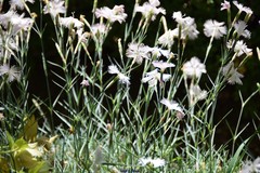 Dianthus pyrenaicus