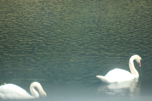 iNaturalist image