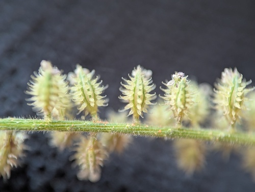 Tragus berteronianus, photograph 4